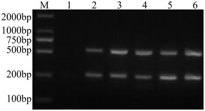 The establishment and application of a dual Nano-PCR detection method for feline calicivirus and feline herpesvirus type I